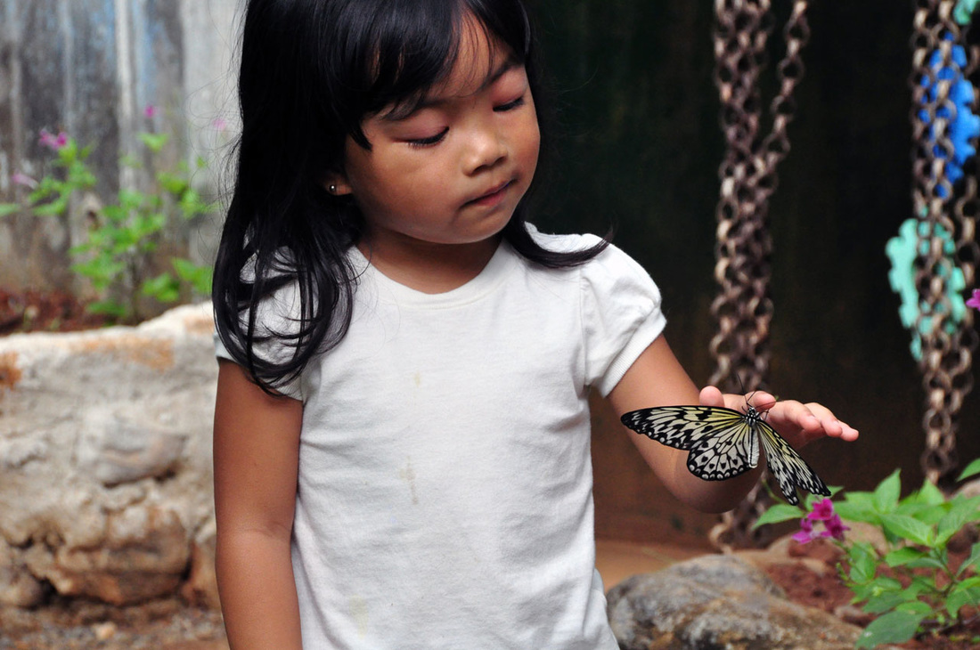 Palawan Butterfly Ecological Garden and Tribal Village, Puerto Princesa City, Palawan 