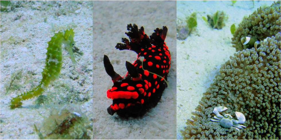 Malapascua Island, Daanbantayan, Cebu, seahorse, nudibranch, crab, clown fish