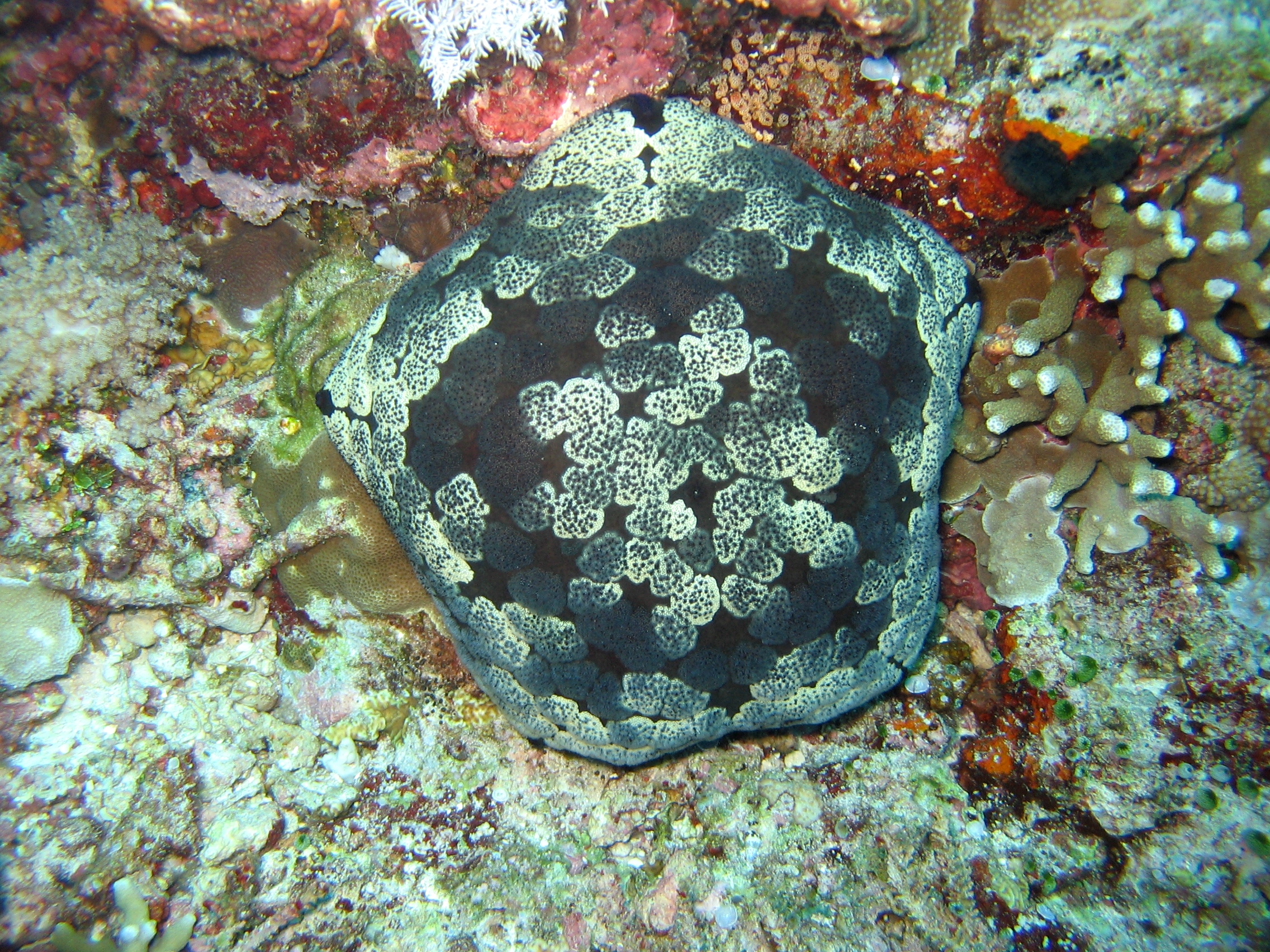 Cushion Star, Apo Reef National Park, Occidental Mindoro