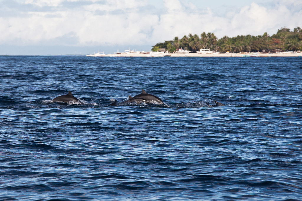 dolphins, Baclayon, Bohol