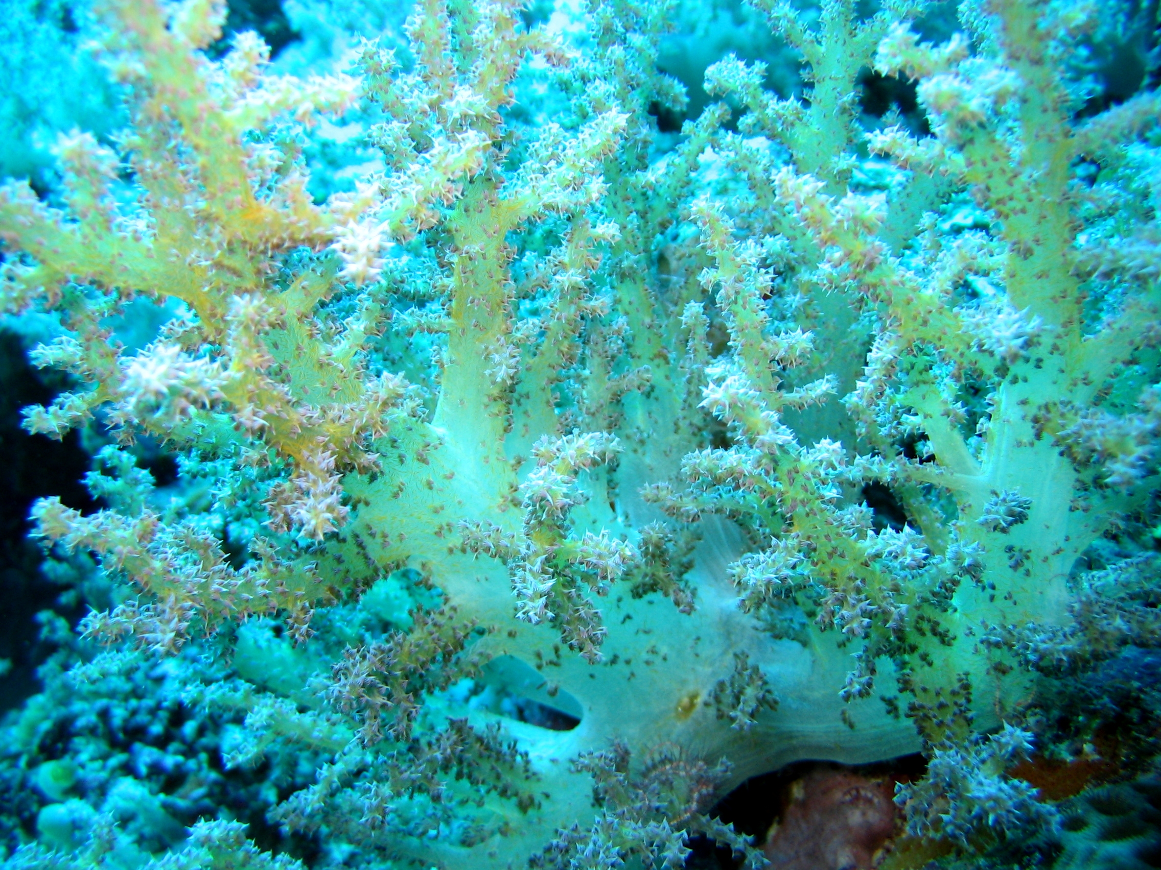 Soft coral, Apo Reef National Park, Occidental Mindoro